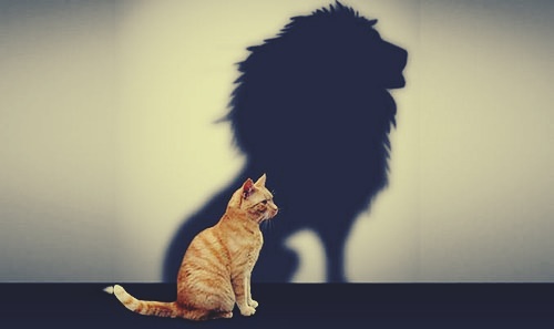 gato con sombra de león simbolizando la seguridad personal